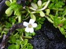 Water Hyssop